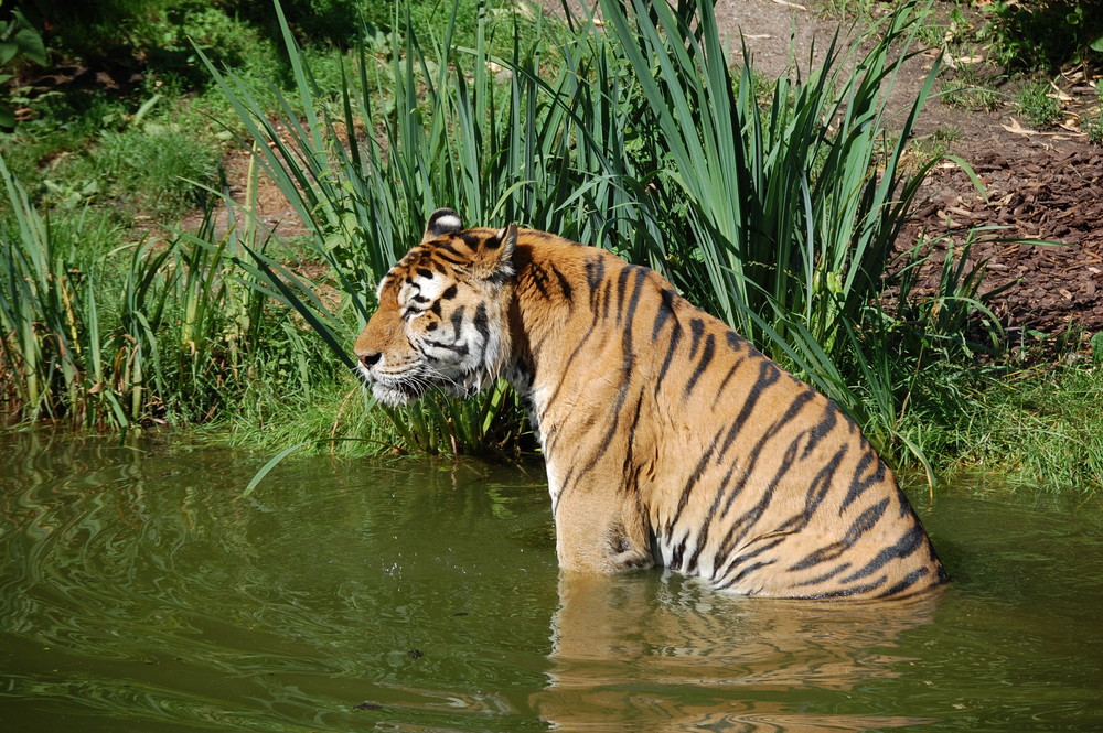 Tierpark Hagenbeck