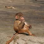 Tierpark Hagenbeck