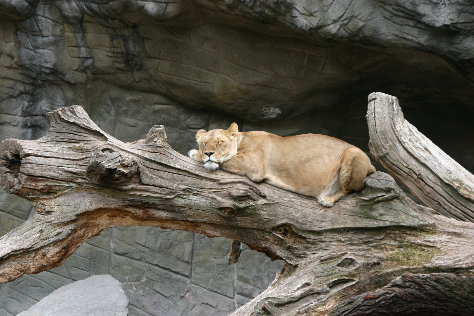 Tierpark Hagenbeck