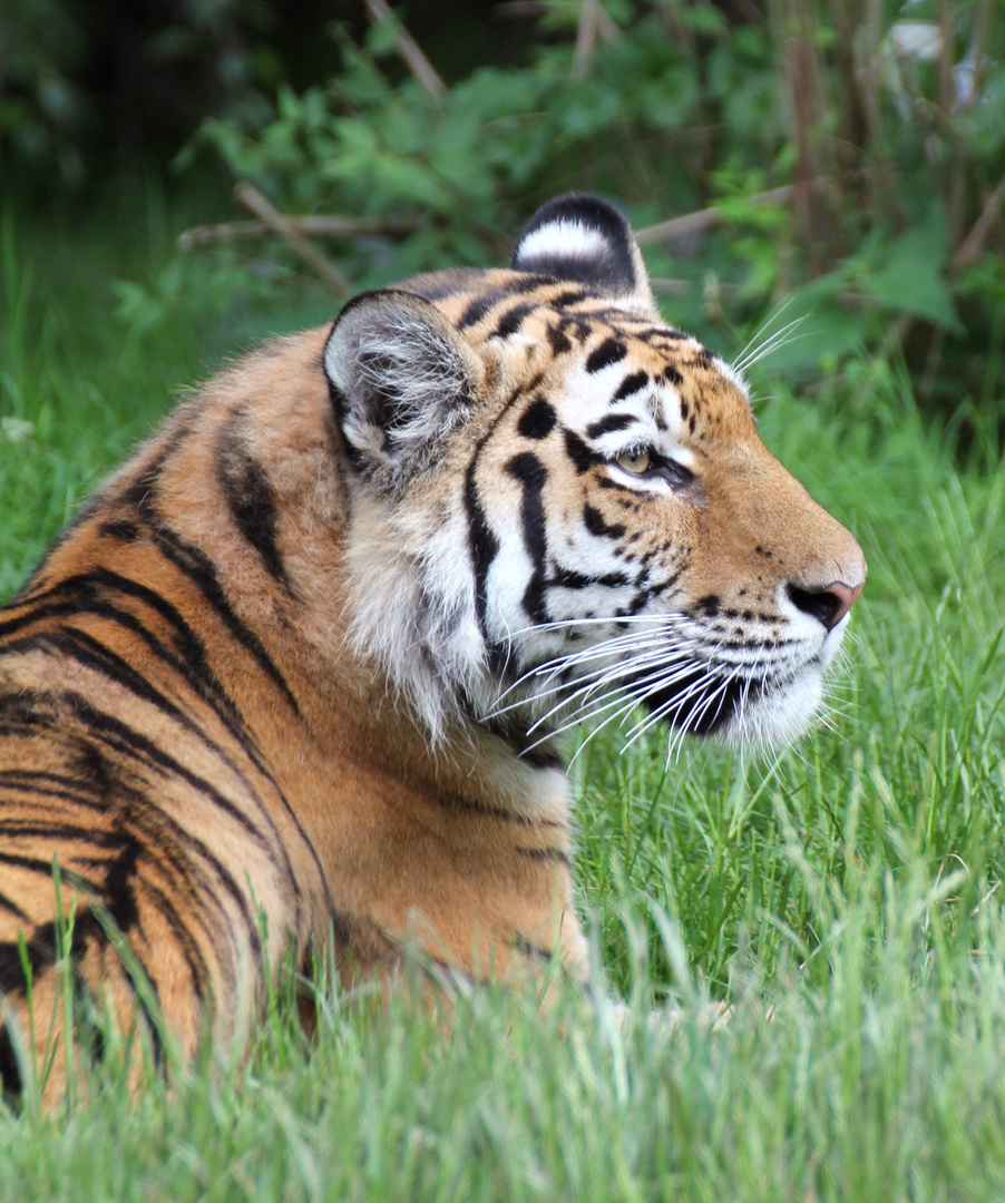 Tierpark Hagenbeck