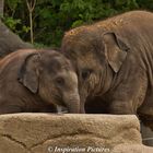 Tierpark Hagenbeck 