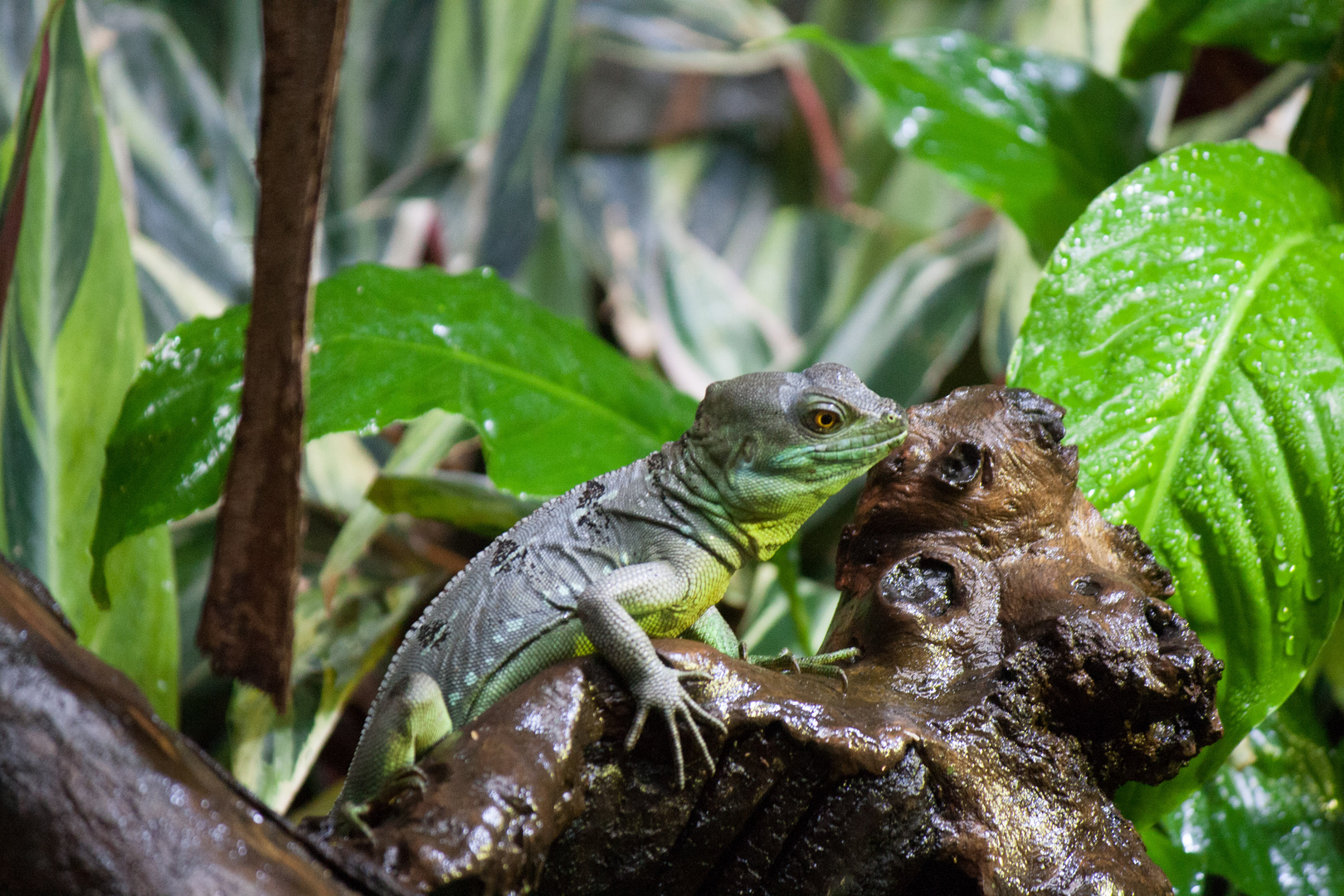 Tierpark Hagenbeck