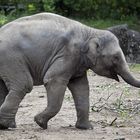 Tierpark Hagenbeck: Elefantennachwuchs #1