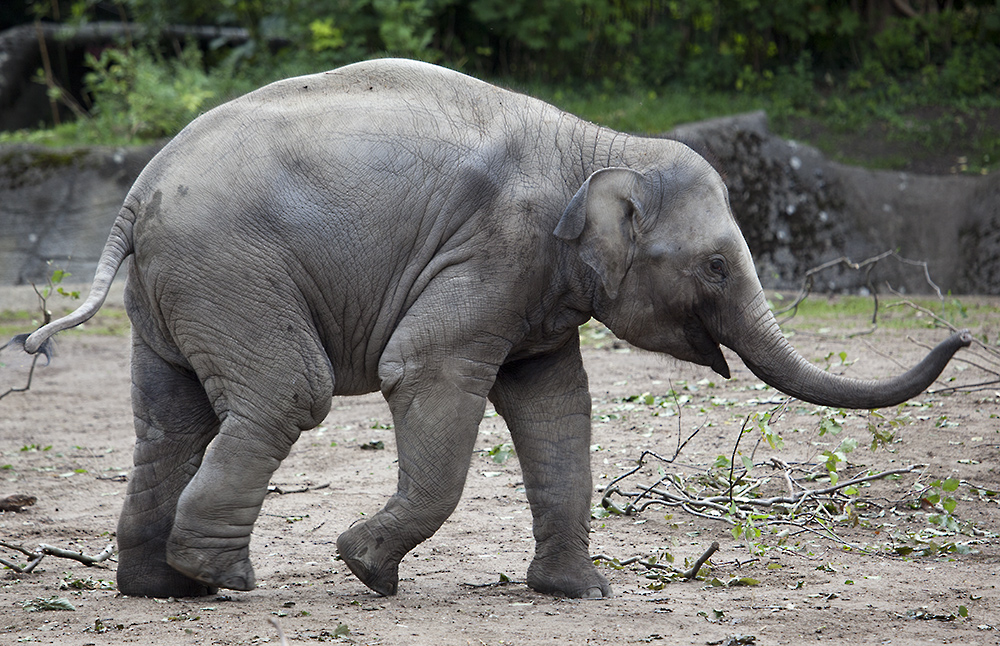 Tierpark Hagenbeck: Elefantennachwuchs #1