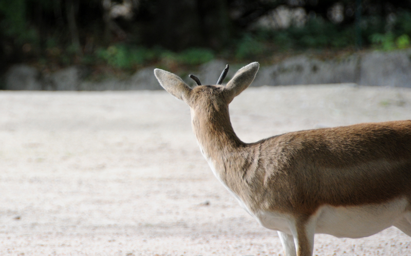 Tierpark Hagenbeck I