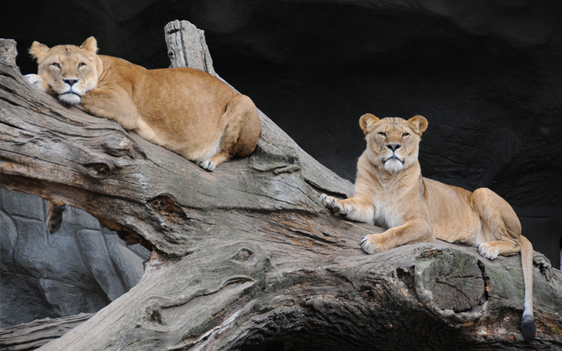 Tierpark Hagenbeck II