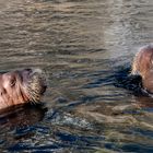 Tierpark Hagenbeck im Oktober