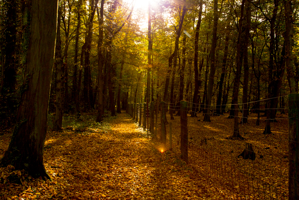 Tierpark Hambrücken