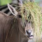 Tierpark Hamm Schnappschuss