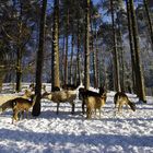 Tierpark Hanstedt