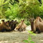 Tierpark Hellabrunn