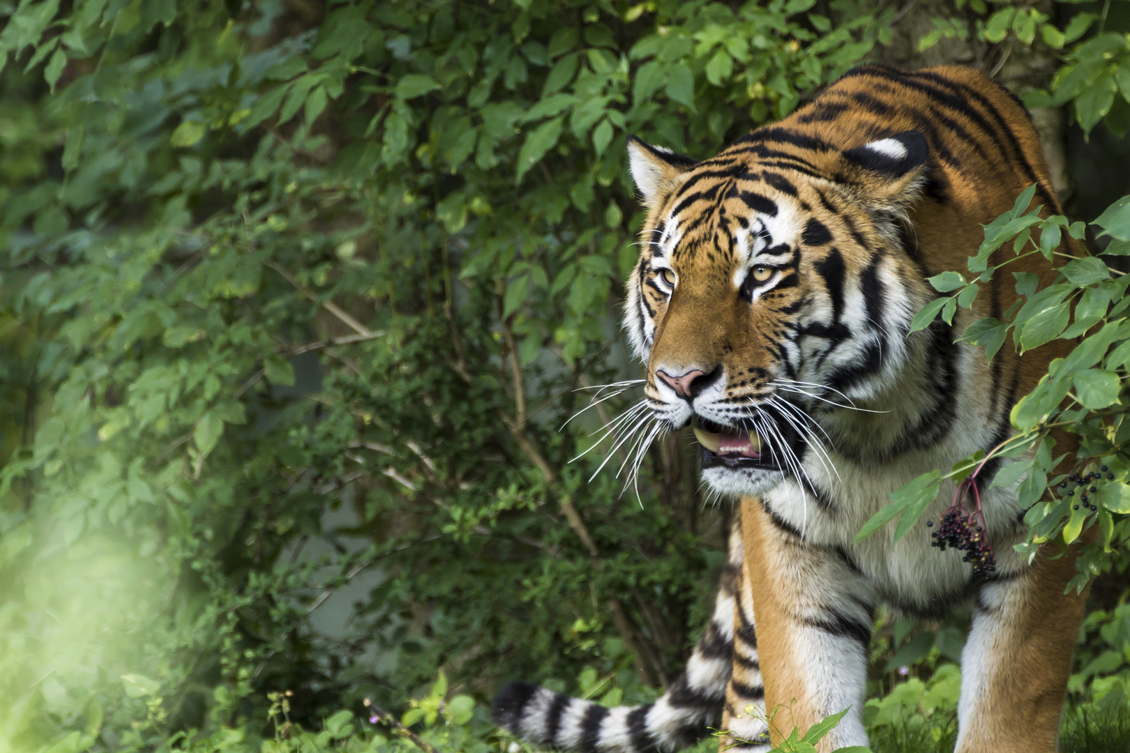 Tierpark Hellabrunn #1