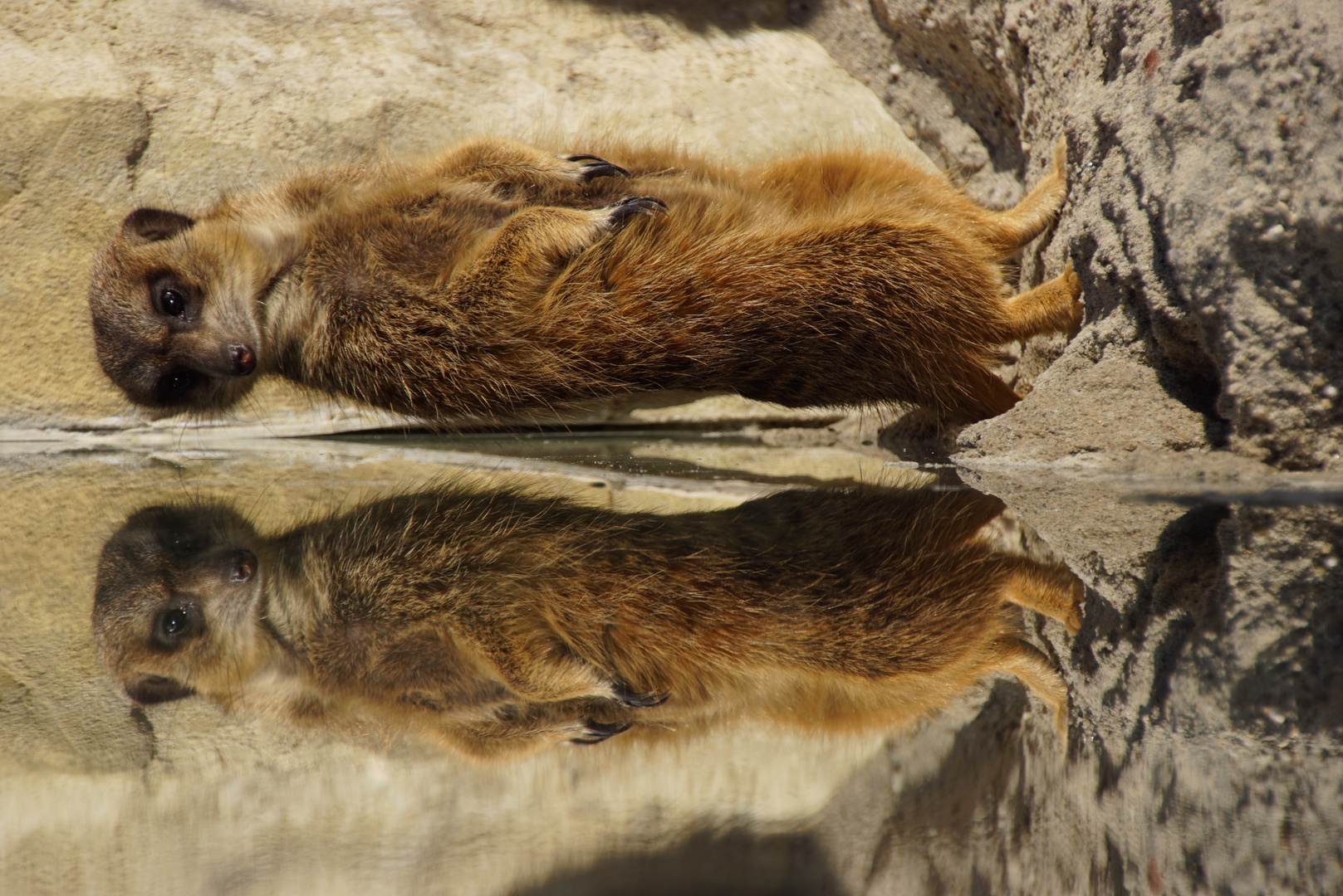 Tierpark Hellabrunn Erdmännchen