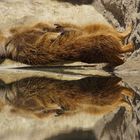 Tierpark Hellabrunn Erdmännchen