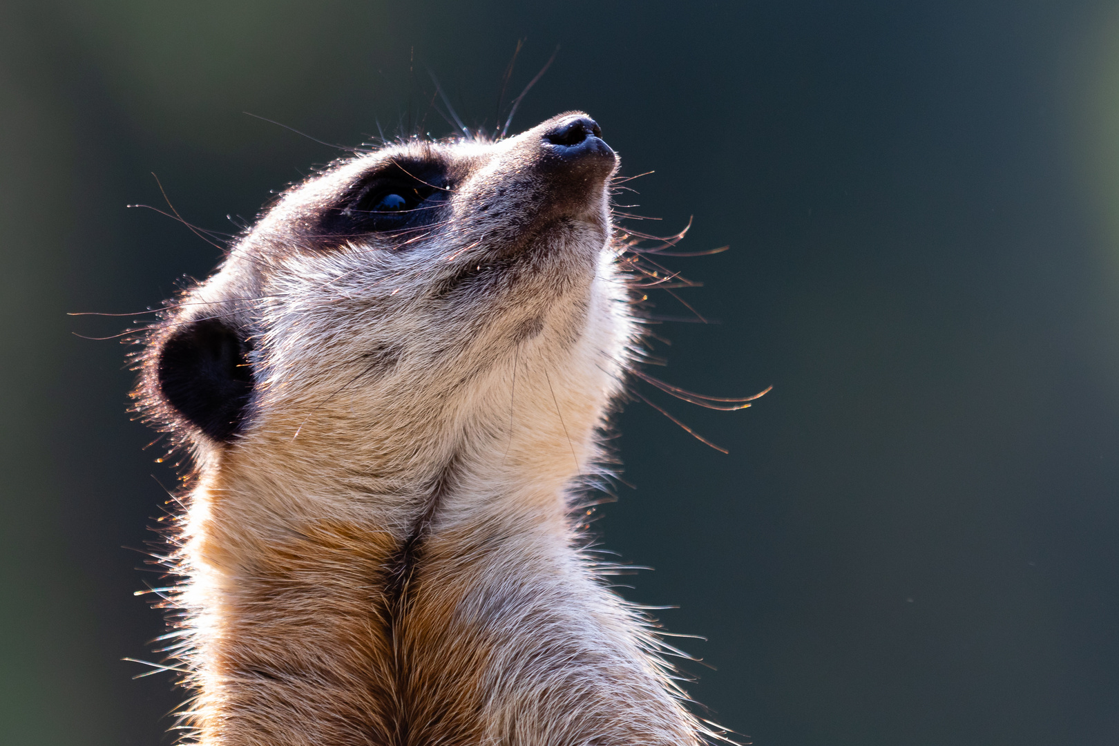 Tierpark Hellabrunn - Erdmännchen I