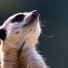 Tierpark Hellabrunn - Erdmännchen I