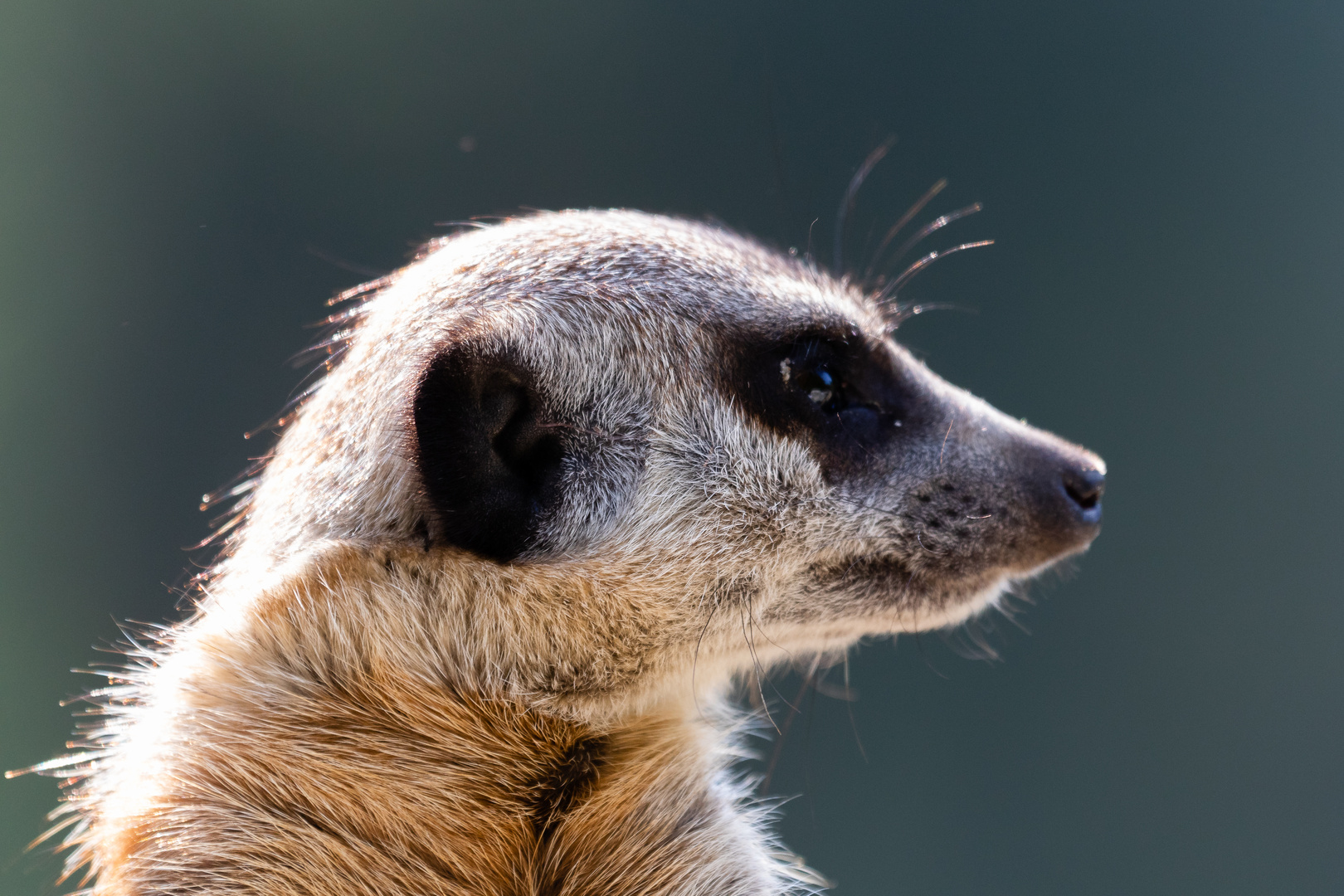 Tierpark Hellabrunn - Erdmännchen II