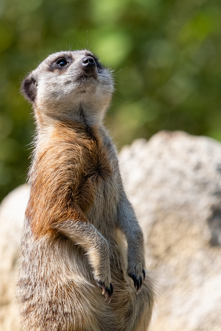 Tierpark Hellabrunn - Erdmännchen IV