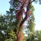 Tierpark Hellabrunn im Herbst