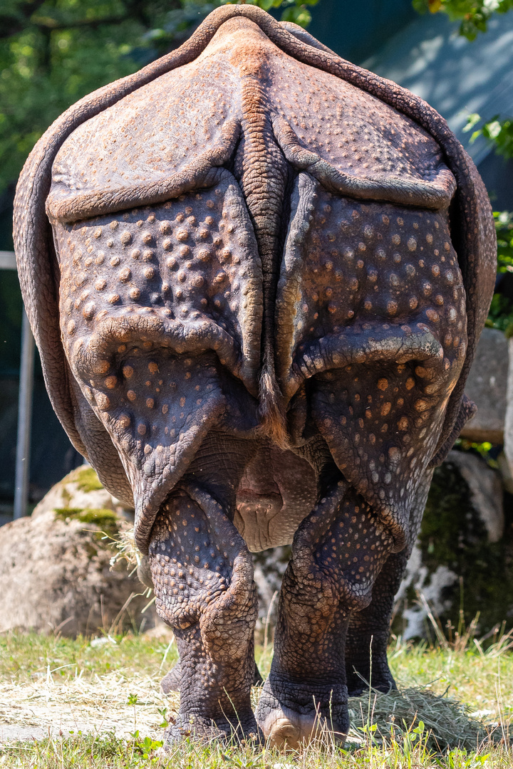 Tierpark Hellabrunn - Indisches Panzernashorn I