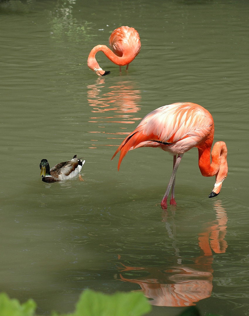 Tierpark Hellabrunn München ..... 1 ..... Flamingos