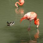 Tierpark Hellabrunn München ..... 1 ..... Flamingos