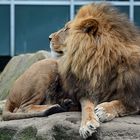 Tierpark Hellabrunn München