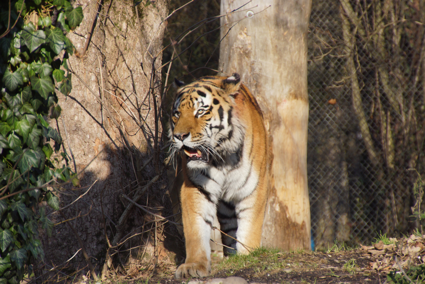 Tierpark Hellabrunn Sibirischer Tiger