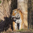 Tierpark Hellabrunn Sibirischer Tiger