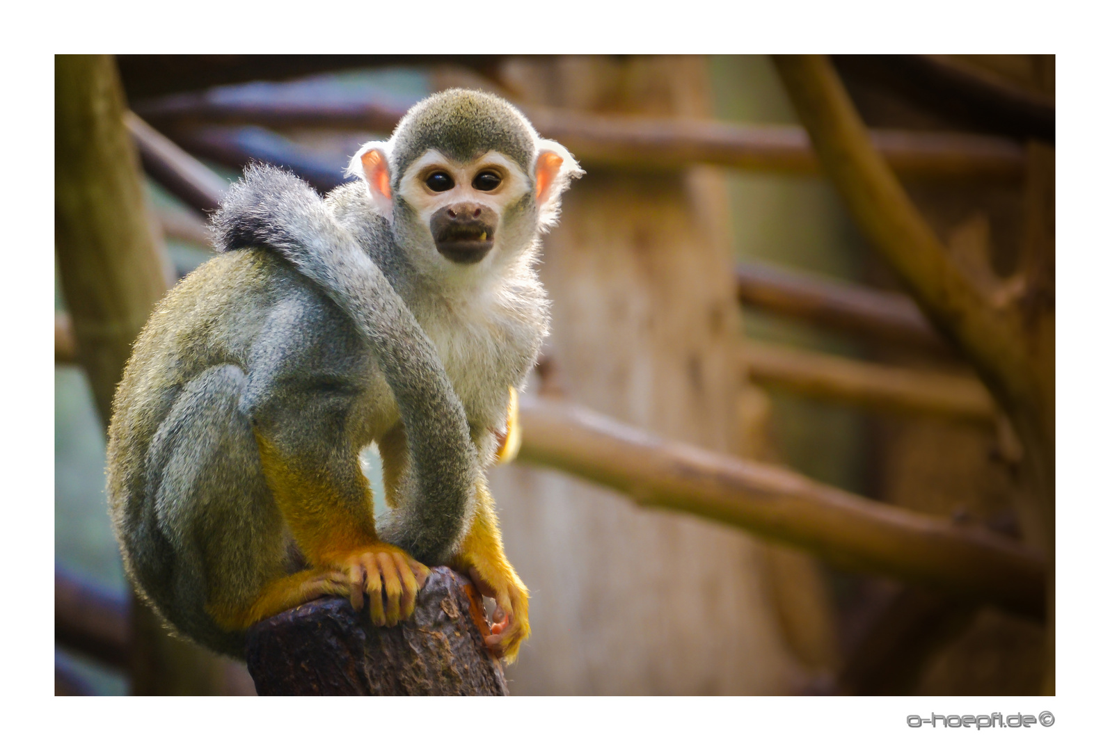 Tierpark Hellabrunn2