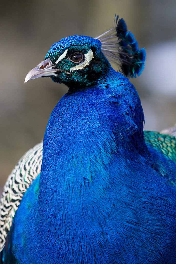 Tierpark Hellenthal