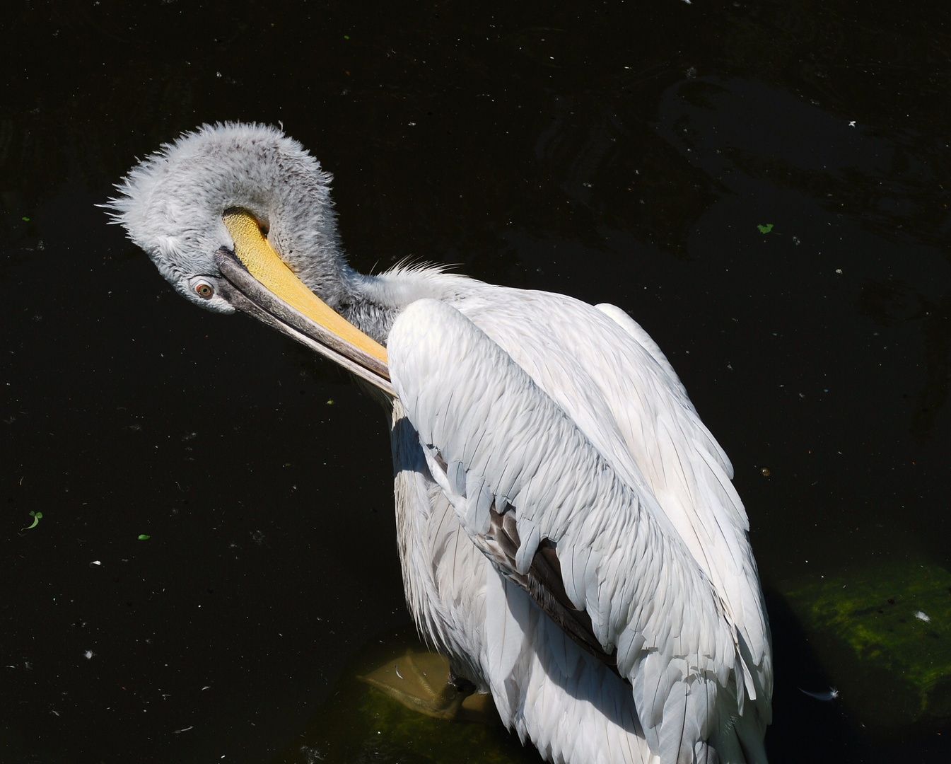 Tierpark Herberstein