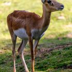 Tierpark Herberstein