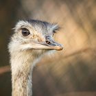 Tierpark Herberstein Emu