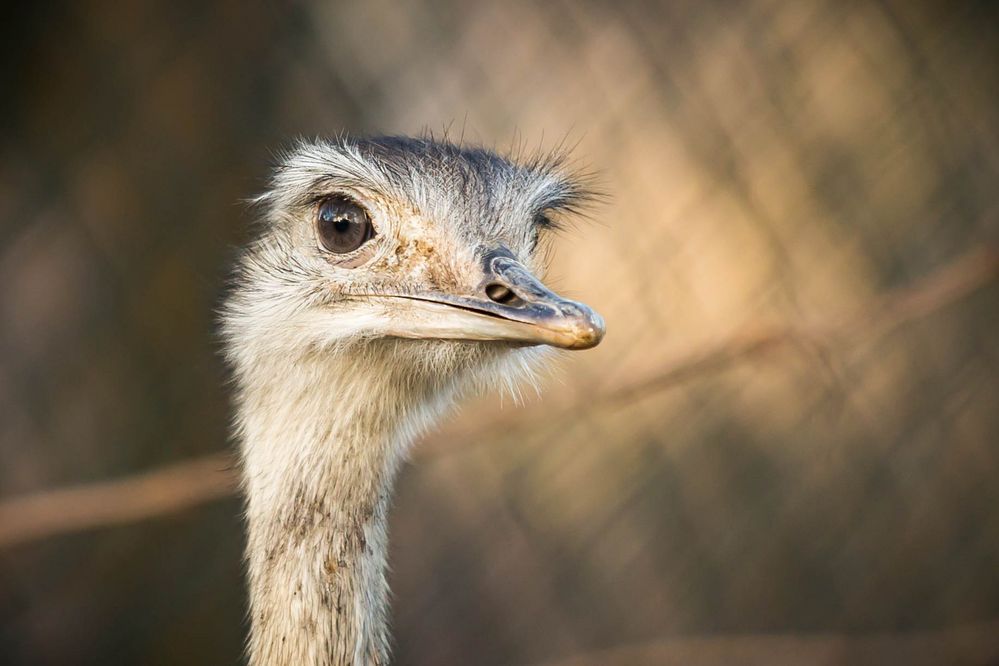 Tierpark Herberstein Emu