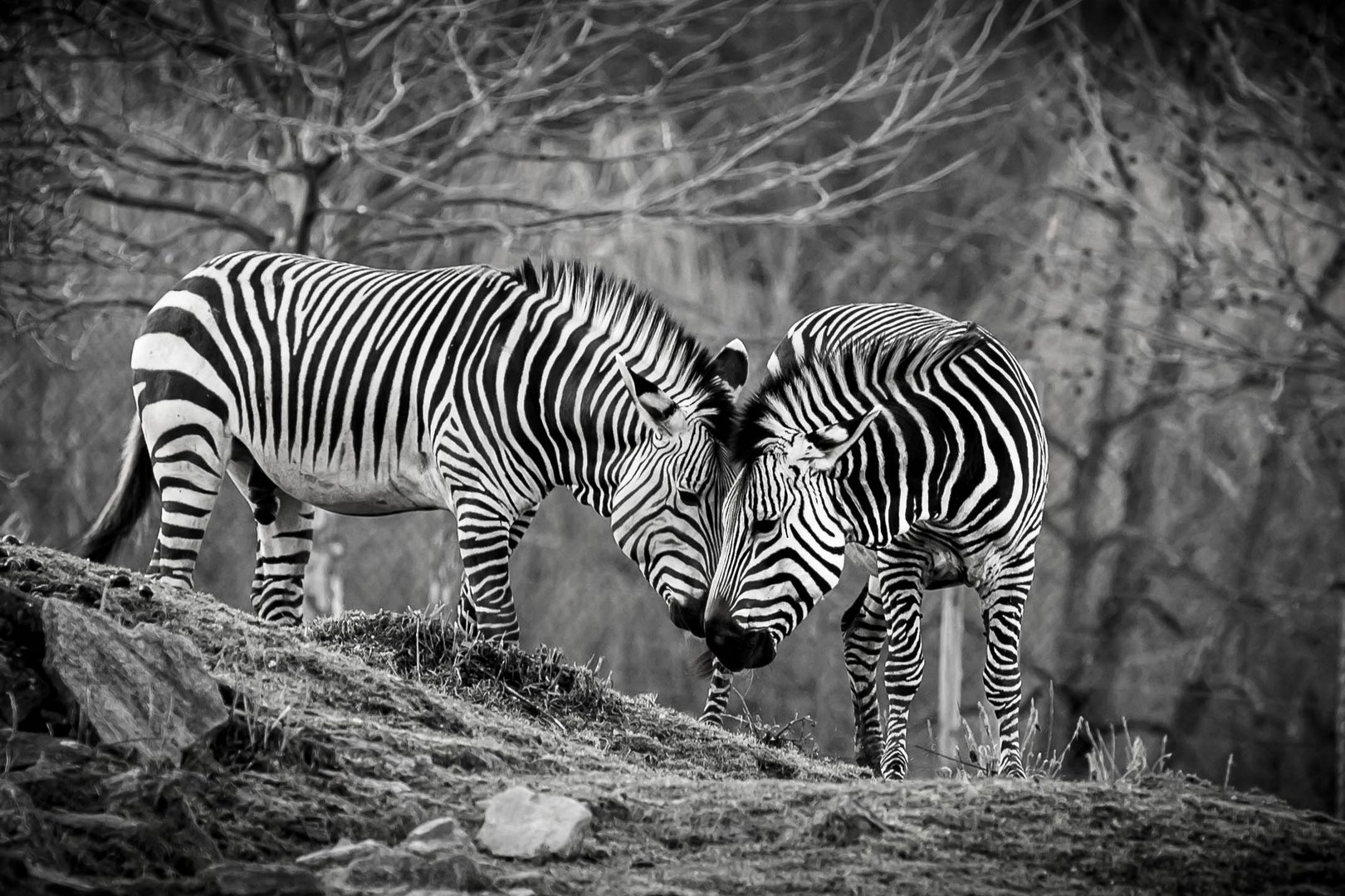 Tierpark Herberstein Zebras