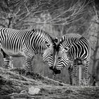 Tierpark Herberstein Zebras