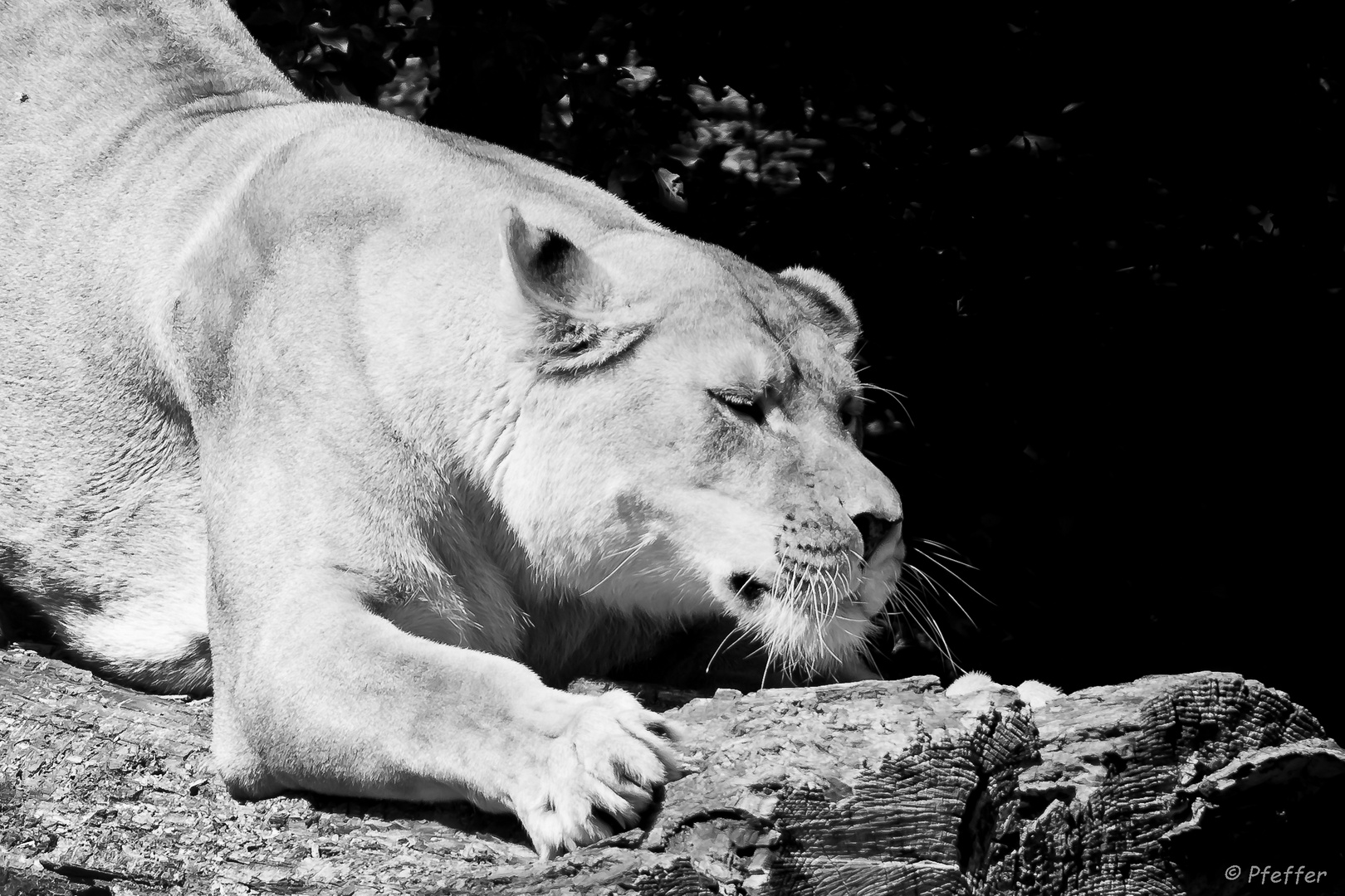 Tierpark Impressionen Augsburg I