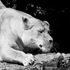 Tierpark Impressionen Augsburg I