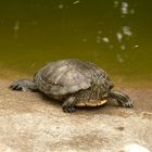 Tierpark-Impressionen II