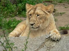 Tierpark-Impressionen IV