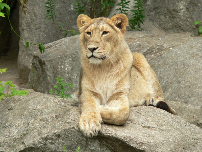 Tierpark-Impressionen V