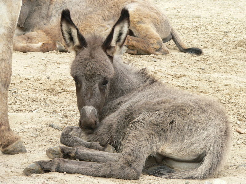 Tierpark-Impressionen VI