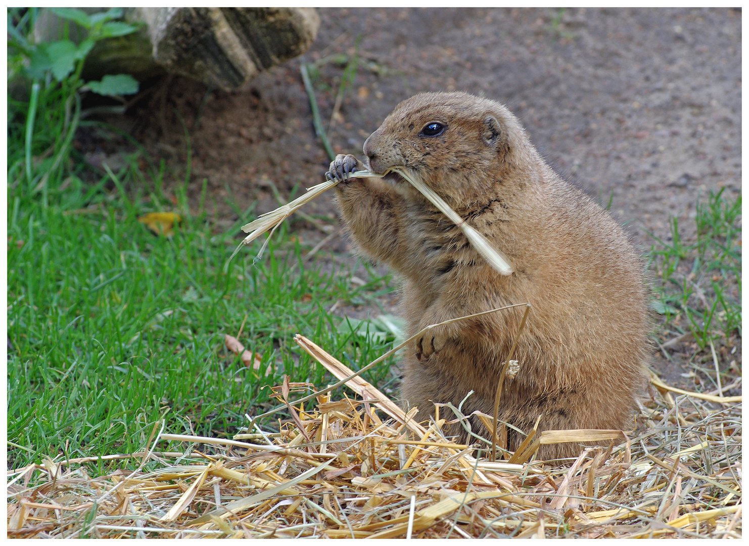 Tierpark IV