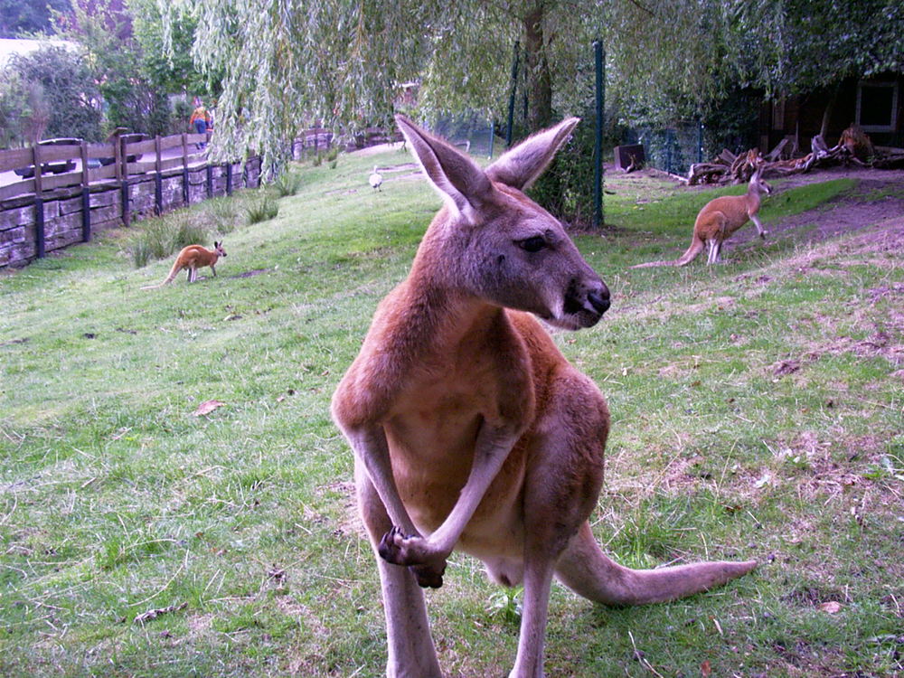 Tierpark Jaderberg 1