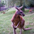 Tierpark Jaderberg 1