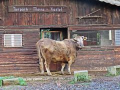 Tierpark Kastel