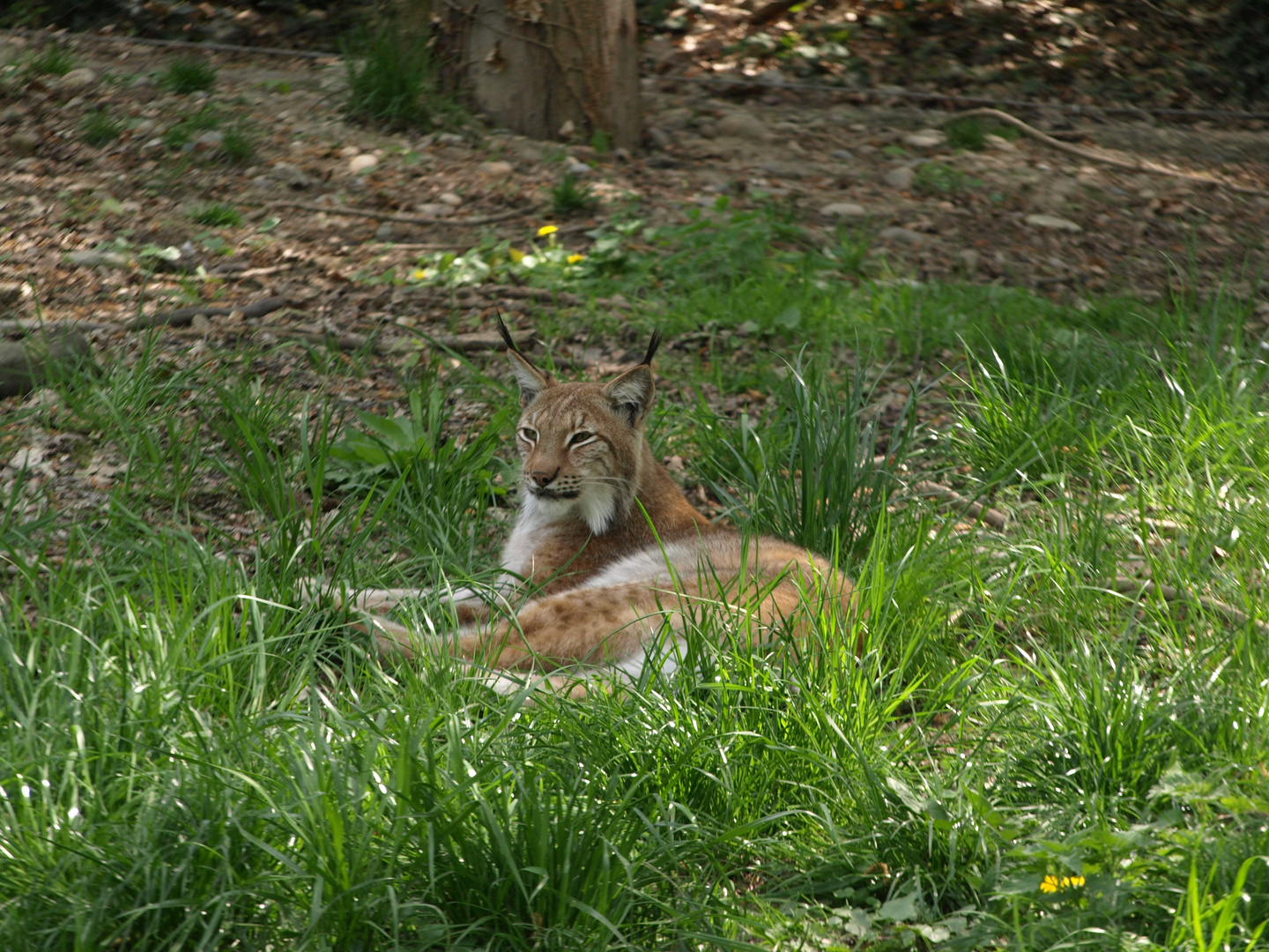 Tierpark Lange Erlen 2