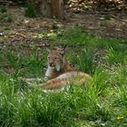 Tierpark Lange Erlen 2