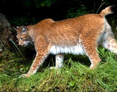 Tierpark Lange Erlen Basel